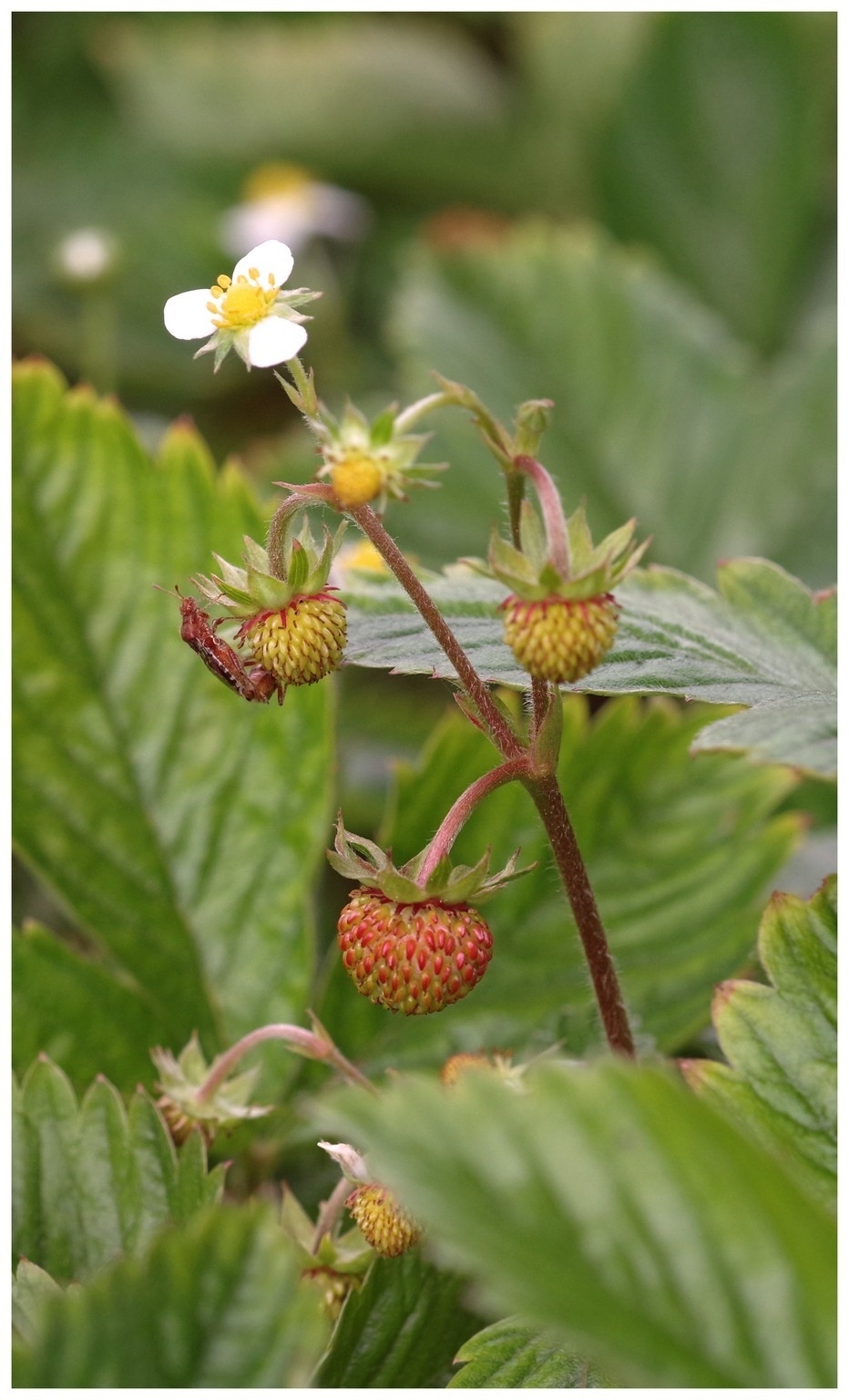 large.040526fleursinsectes(2).jpg