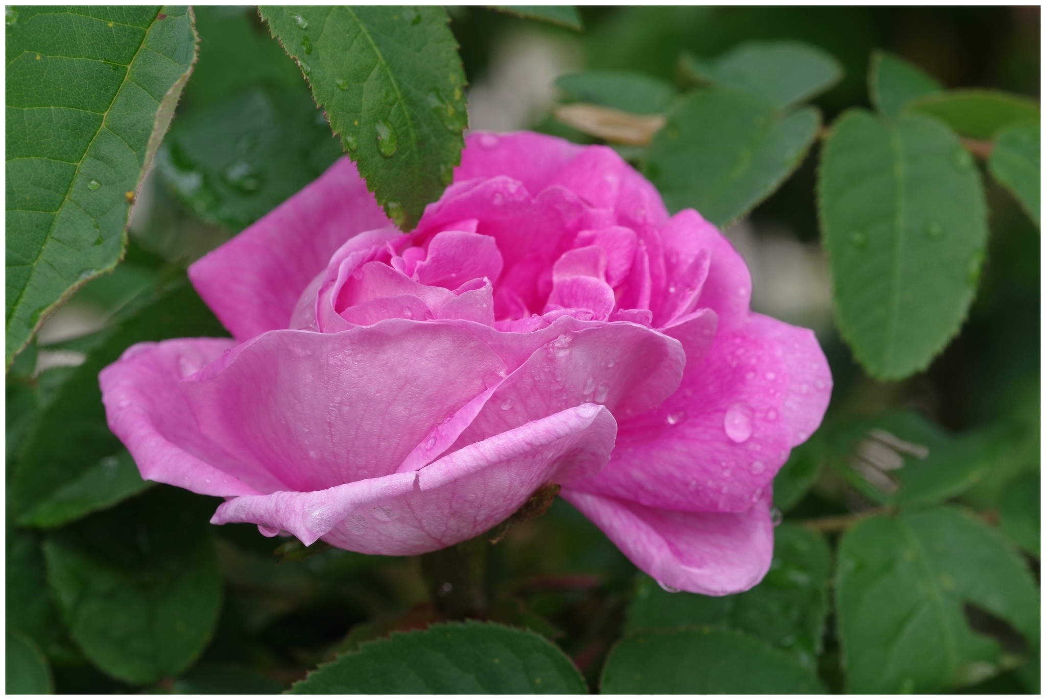 large.040526fleursinsectes(7).jpg