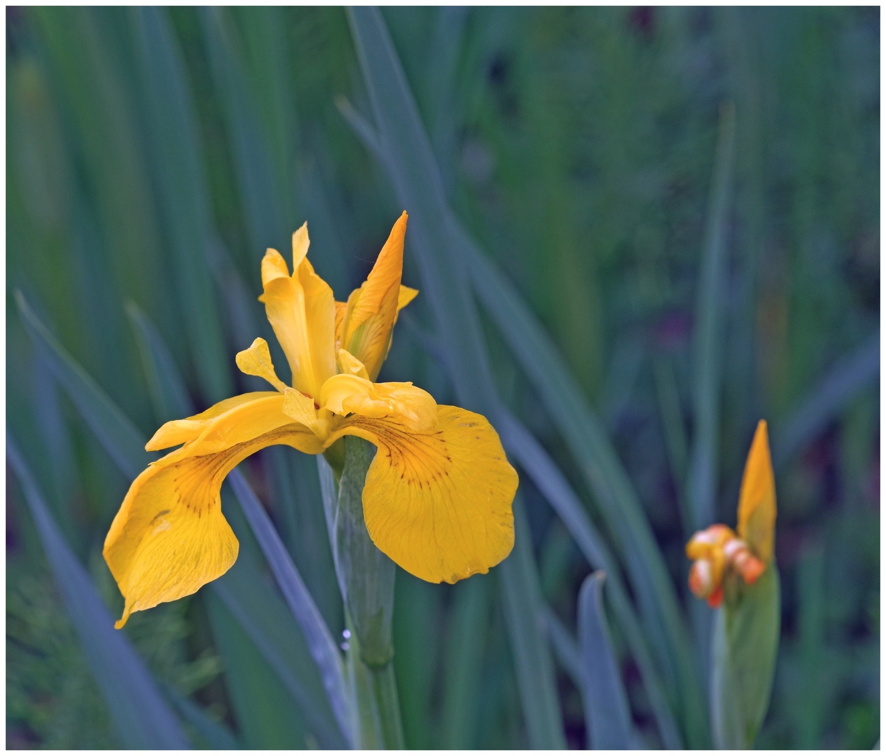 large.040526fleursinsectes(9).jpg