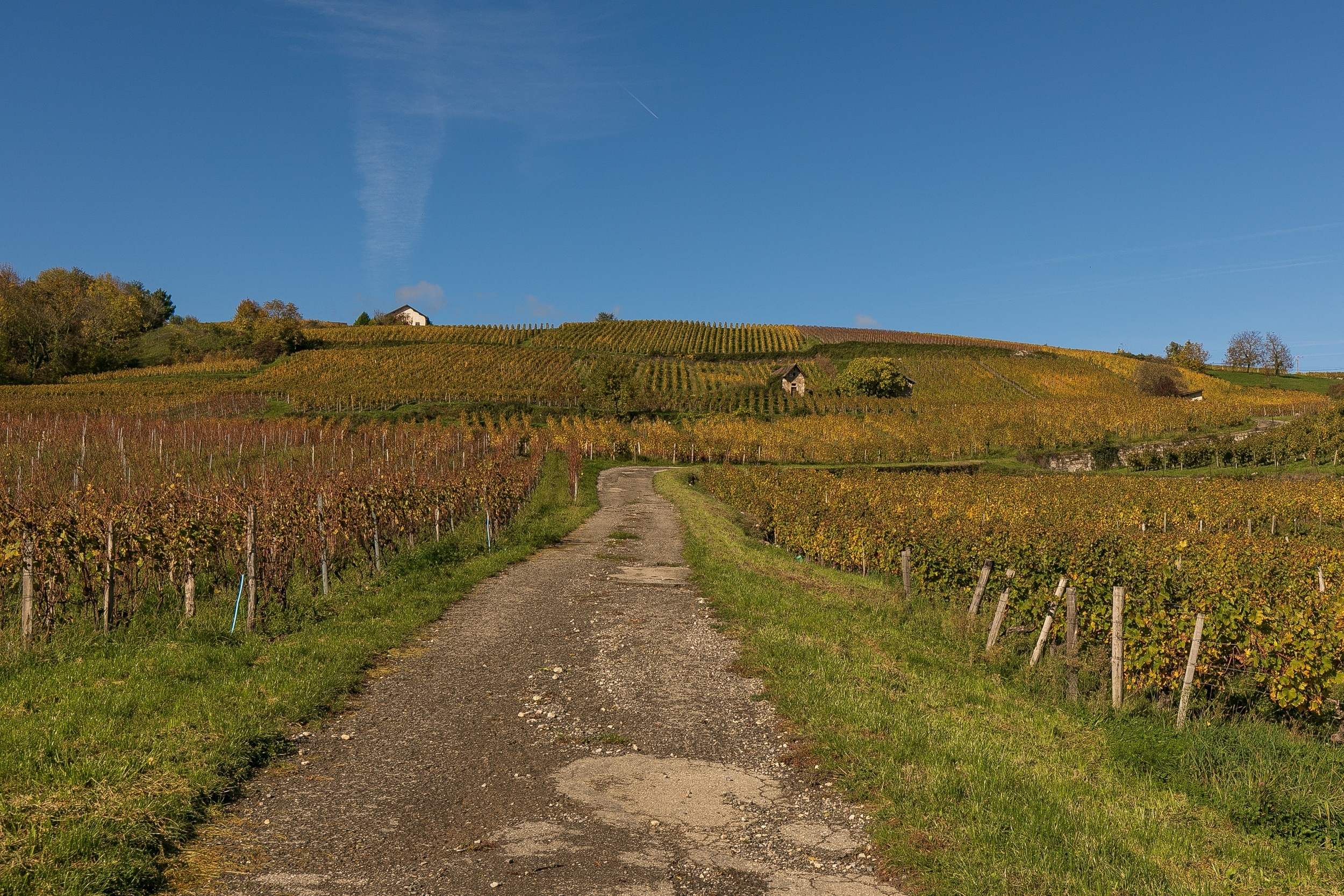 large.Vignes1.jpg