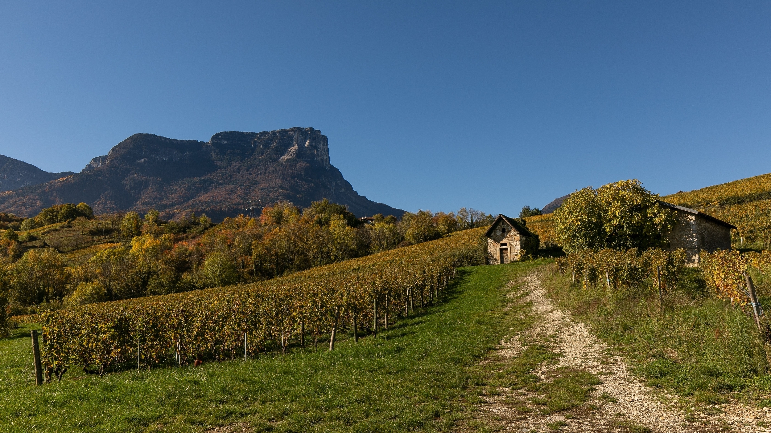 large.Vignes2.jpg