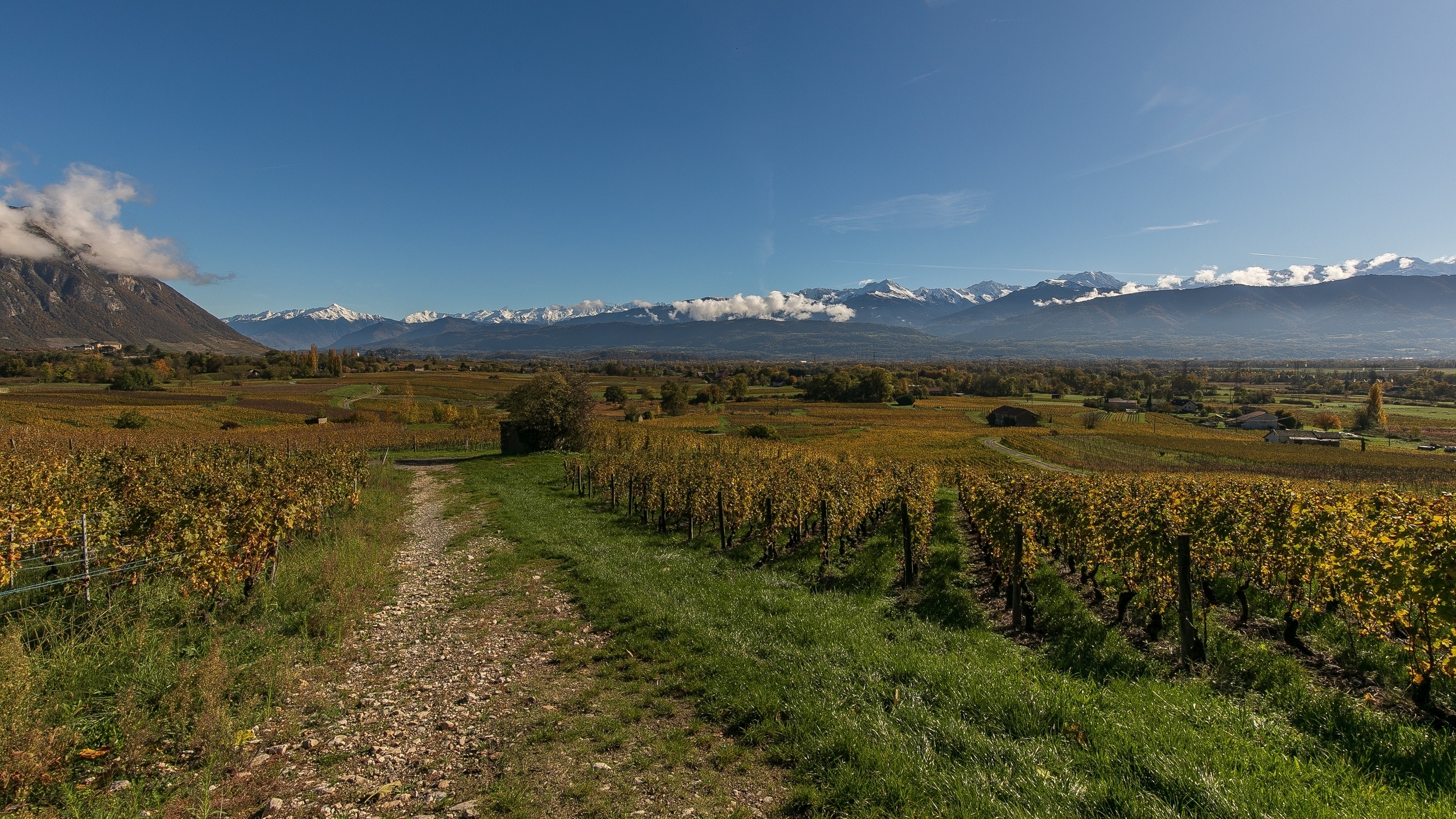 large.Vignes3.jpg