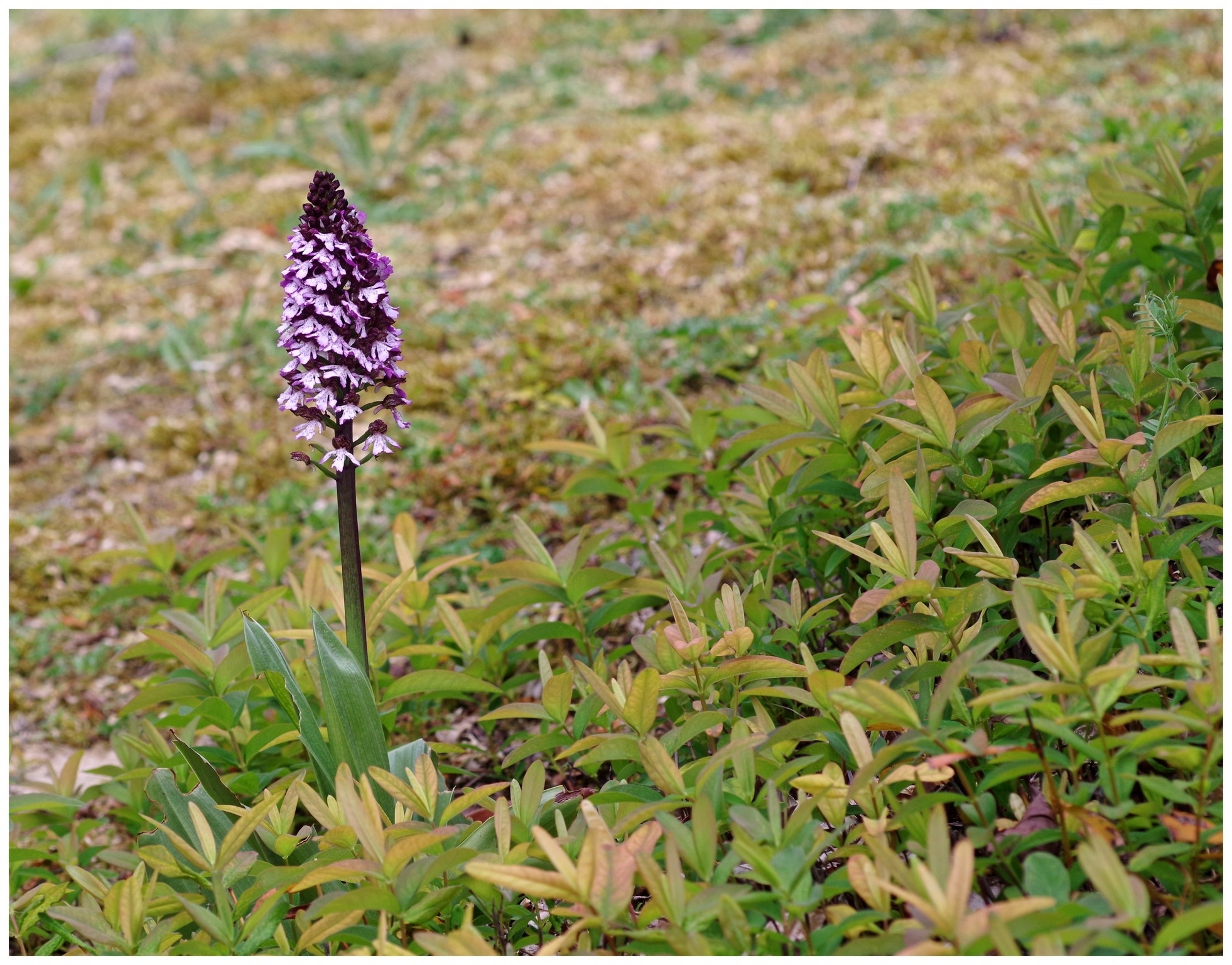 large.fleursorchide010526.jpg