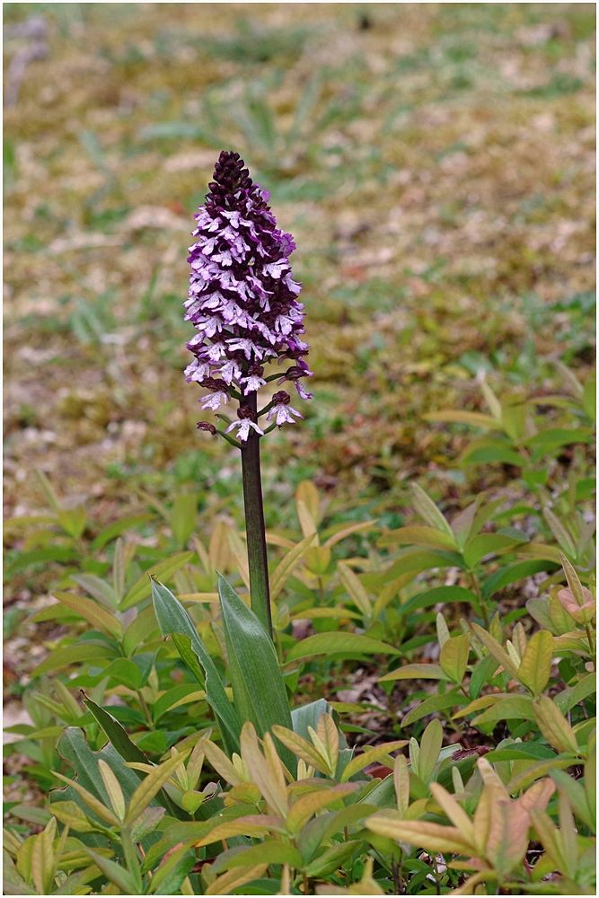 large.fleursorchide010526.jpg.0cf112d75e751c175a057bc4855af2e8_R.jpg