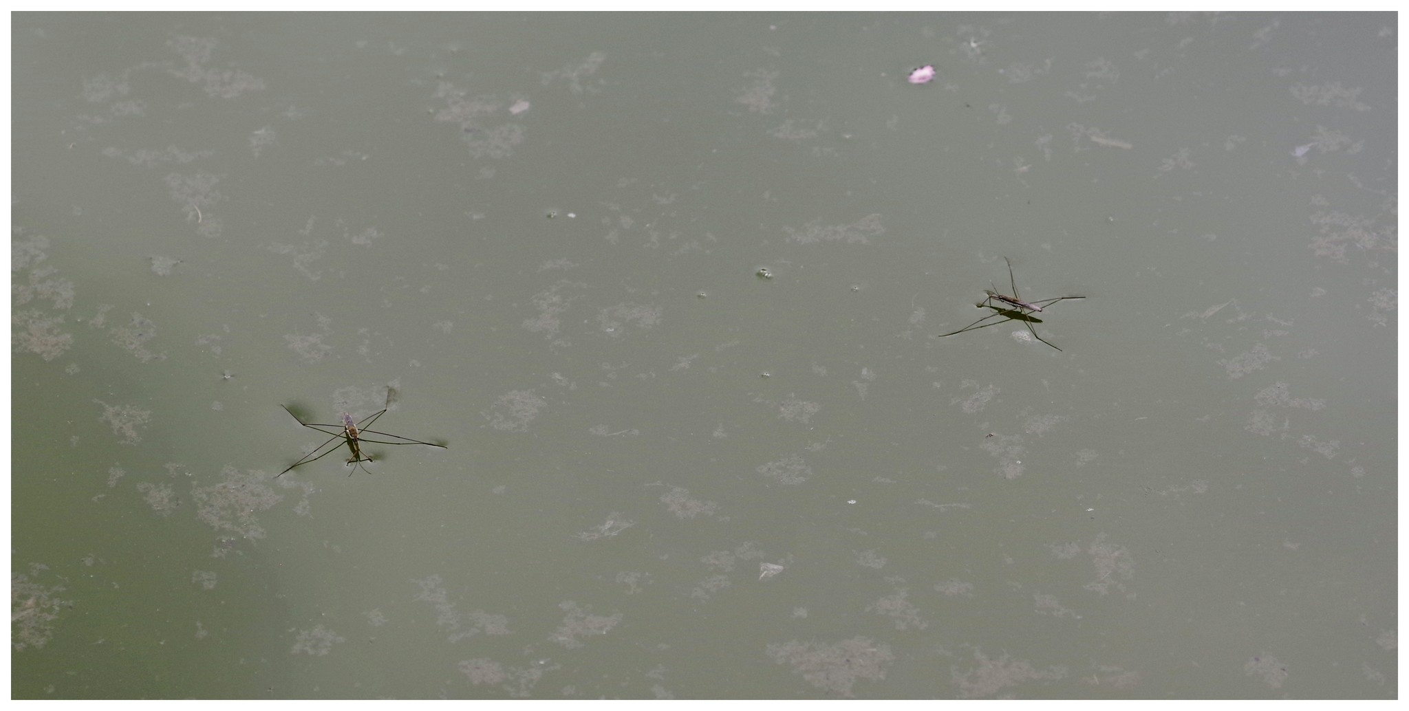 large.insectes010526.jpg