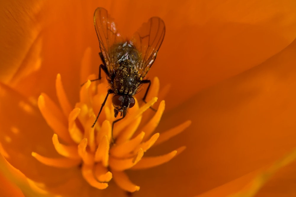 mouche1mini_10mai26.jpg