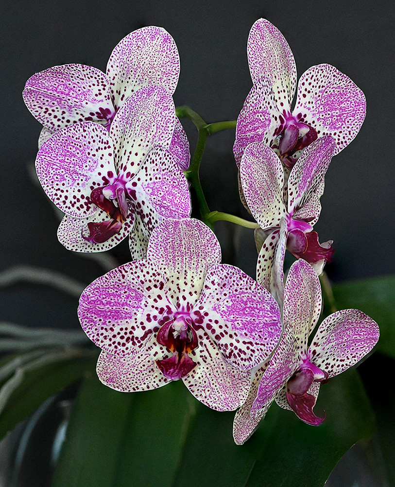 orchidée_(1000px).jpg