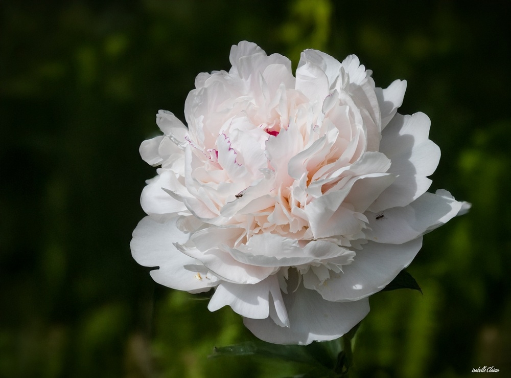 parc floral 3 fp.jpg