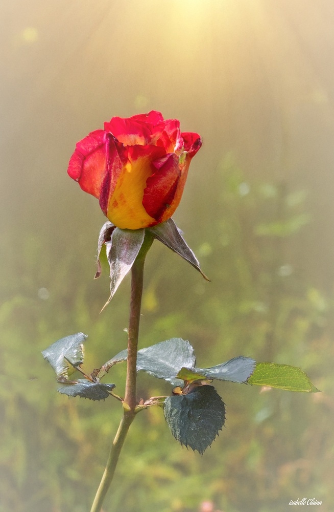 parc floral 6 fp.jpg