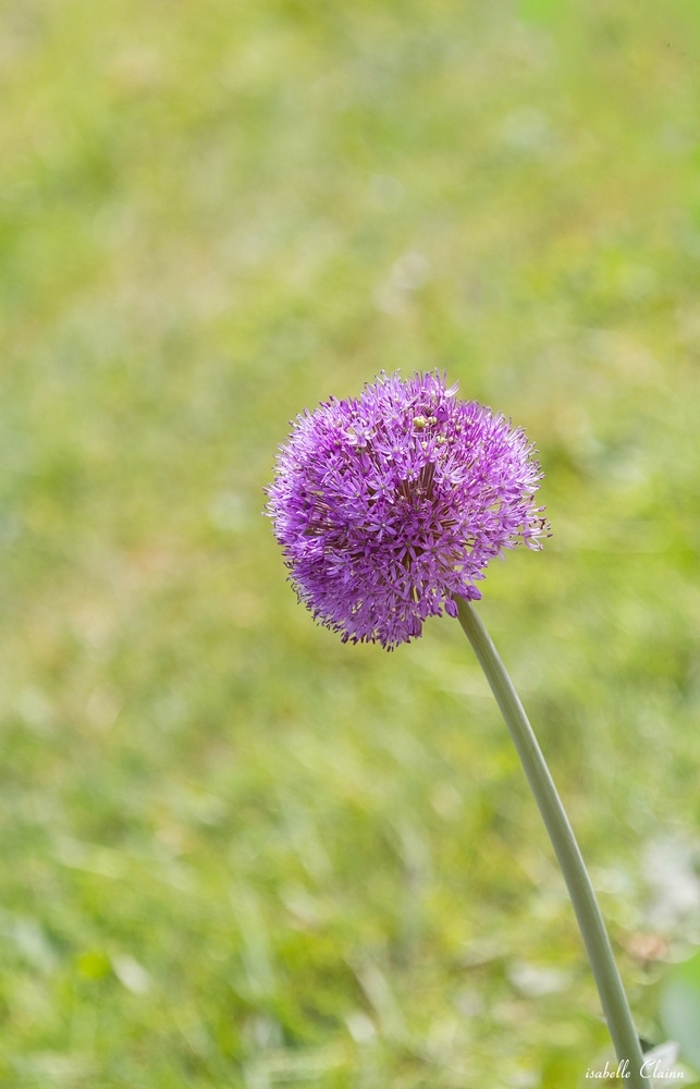 parc floral 7 fp.jpg