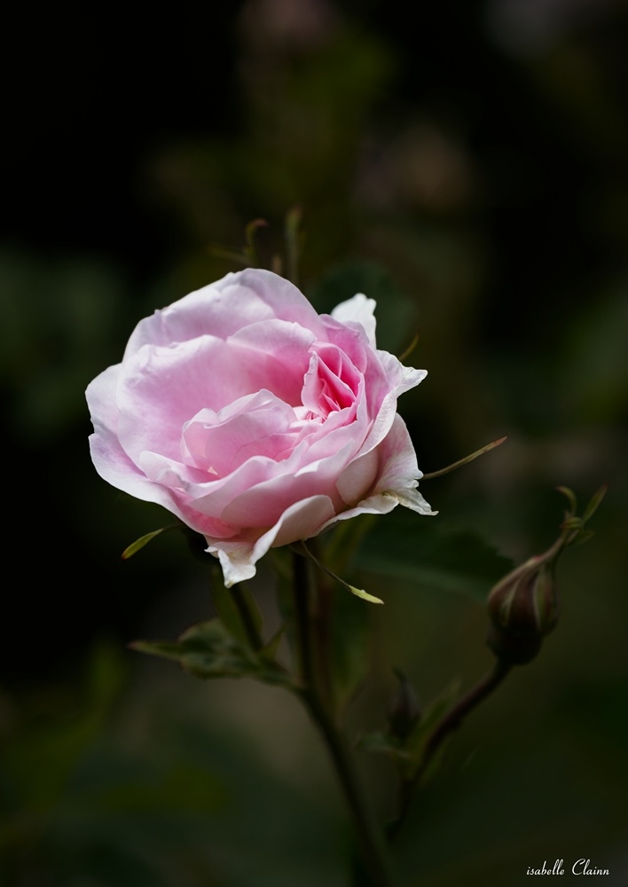 parc floral 9-2 fp.jpg