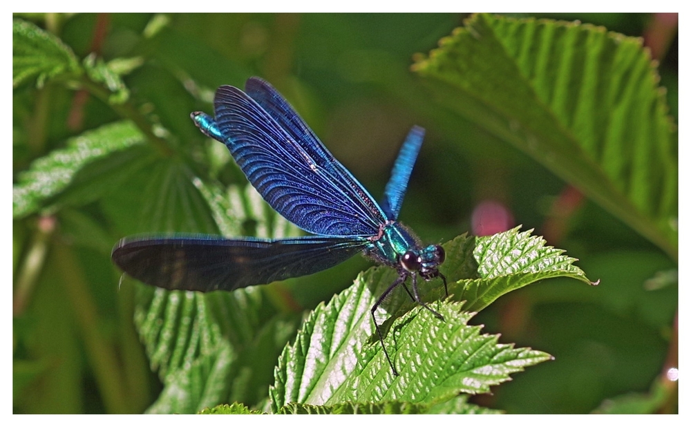 23 05 26 insectes (5).jpg