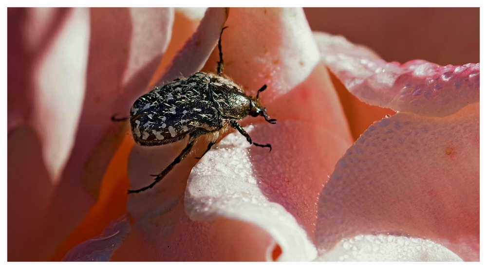 24 05 26 fleurs insectes (10).jpg