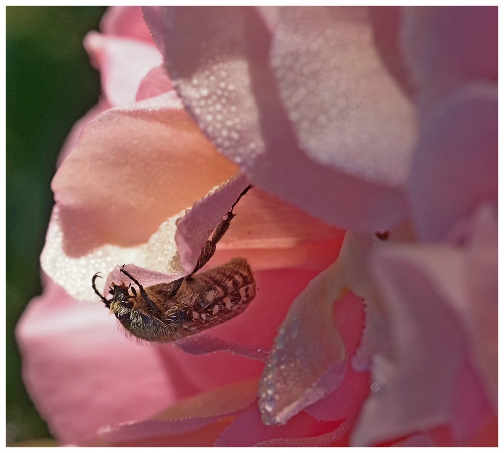 24 05 26 fleurs insectes (13).jpg