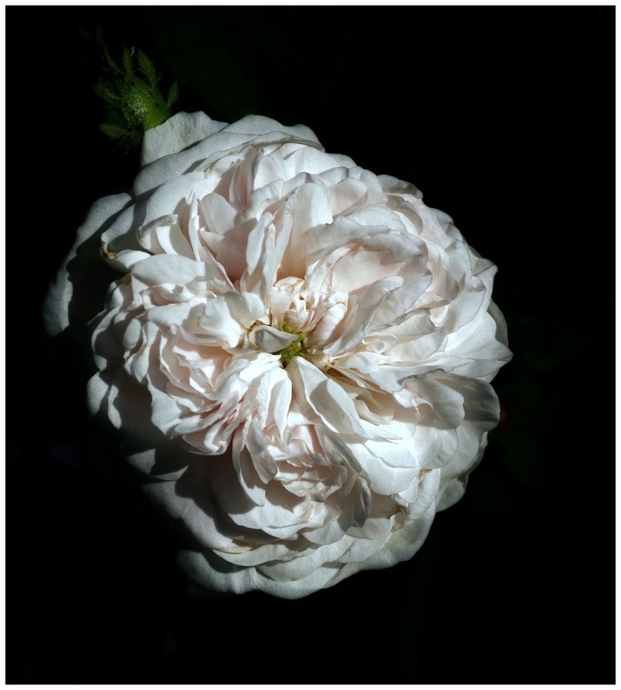 24 05 26 fleurs insectes (17).jpg