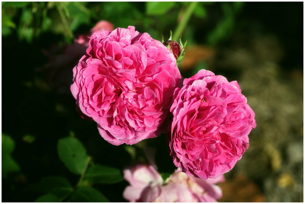 24 05 26 fleurs insectes (23).jpg
