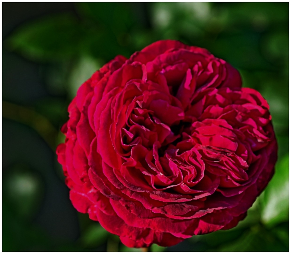 24 05 26 fleurs insectes (24).jpg