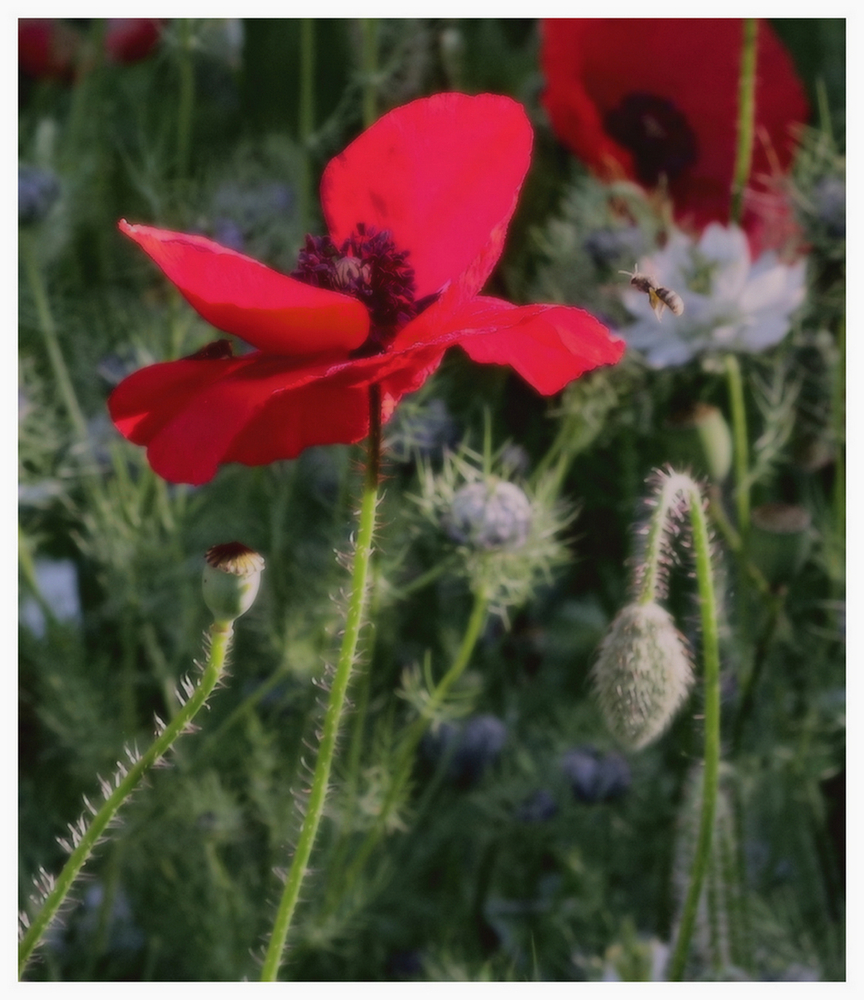 24 05 26 fleurs insectes (5)1.jpg