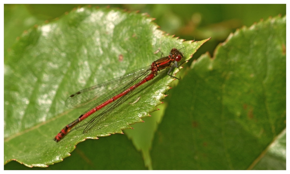 27 04 26 INSECTES (7).jpg