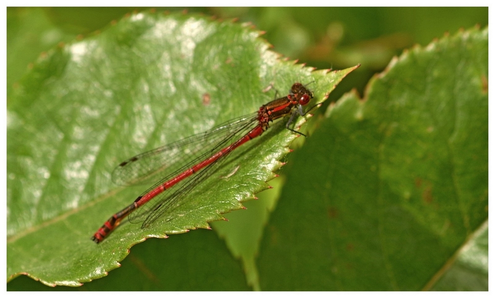 27 04 26 INSECTES (7).jpg