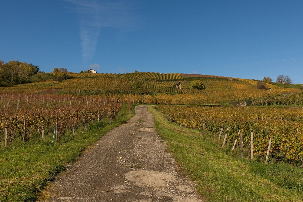 Vignes 1.jpg