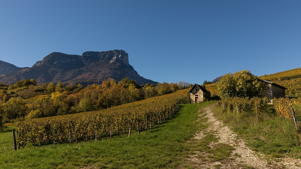 Vignes 2.jpg