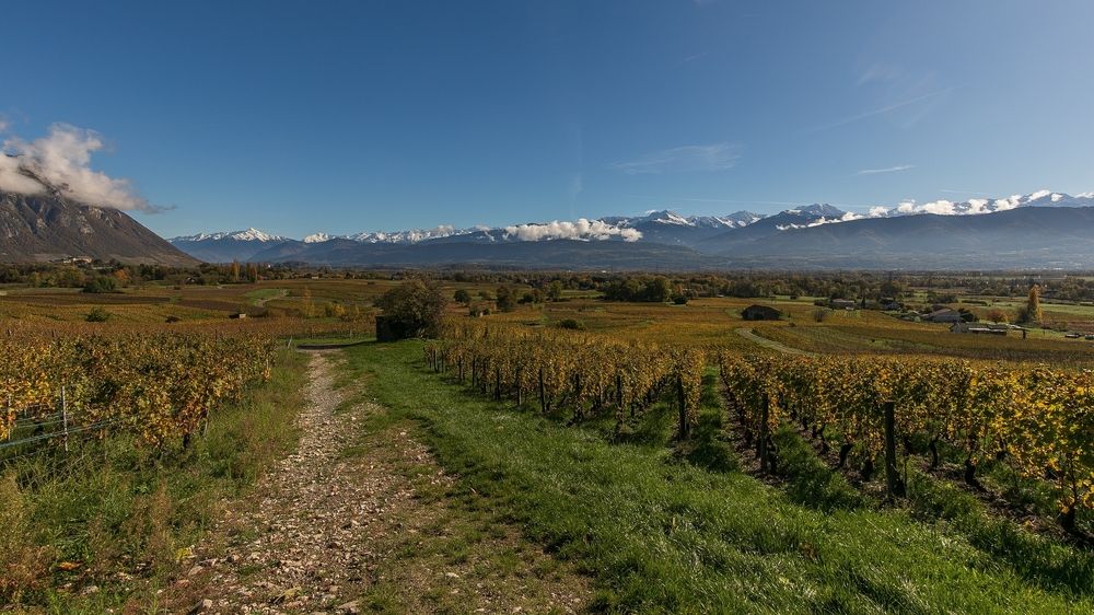 Vignes 3.jpg