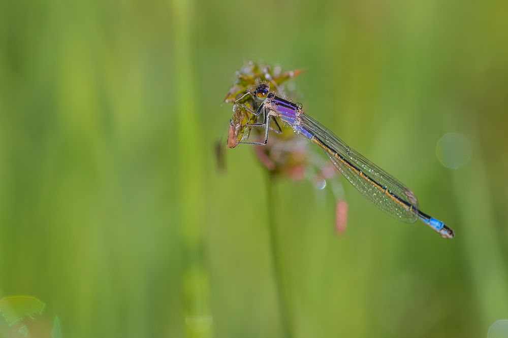 agrion.jpg