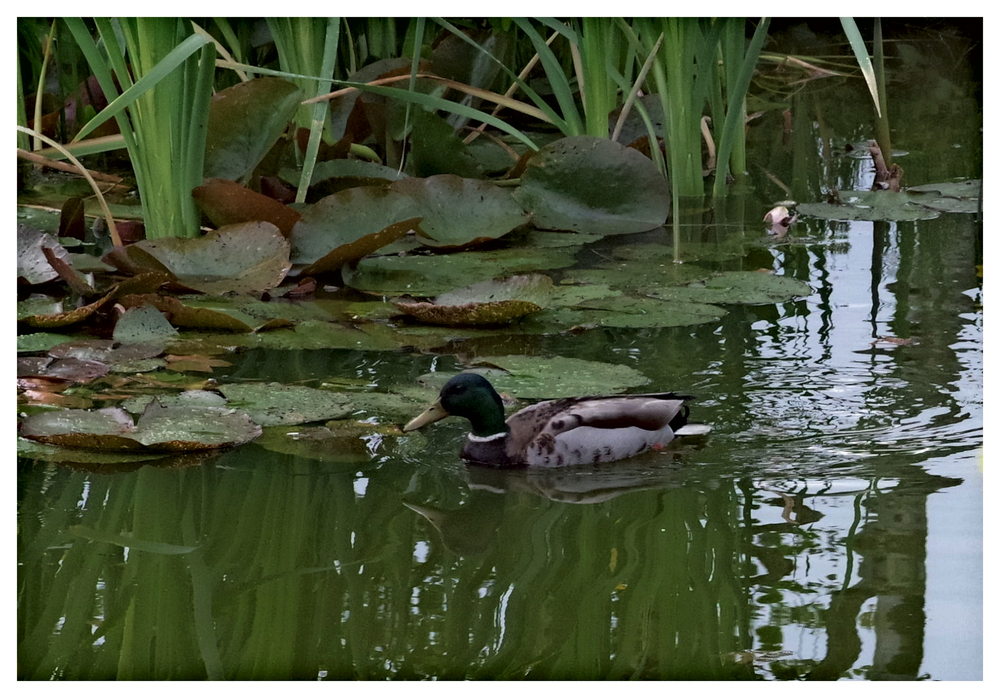 canard 17 05 26.jpg