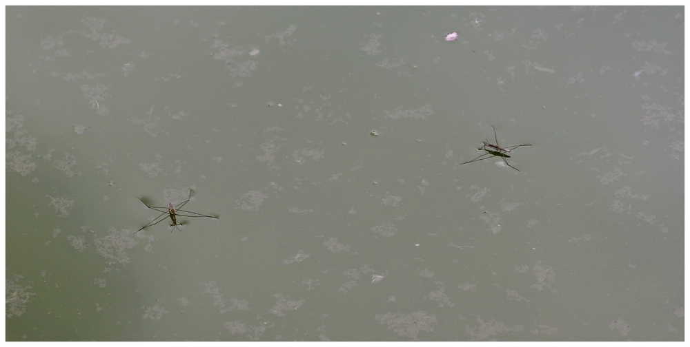 insectes 01 05 26.jpg