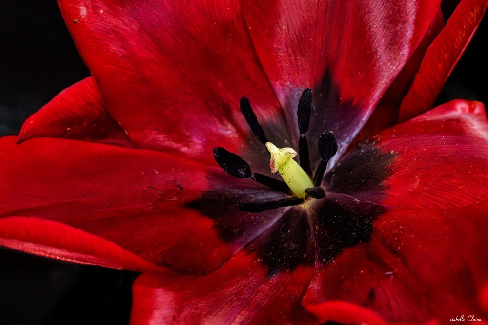 tulipe 1  fp.jpg