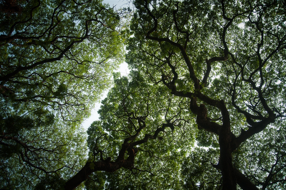 425red.jpg