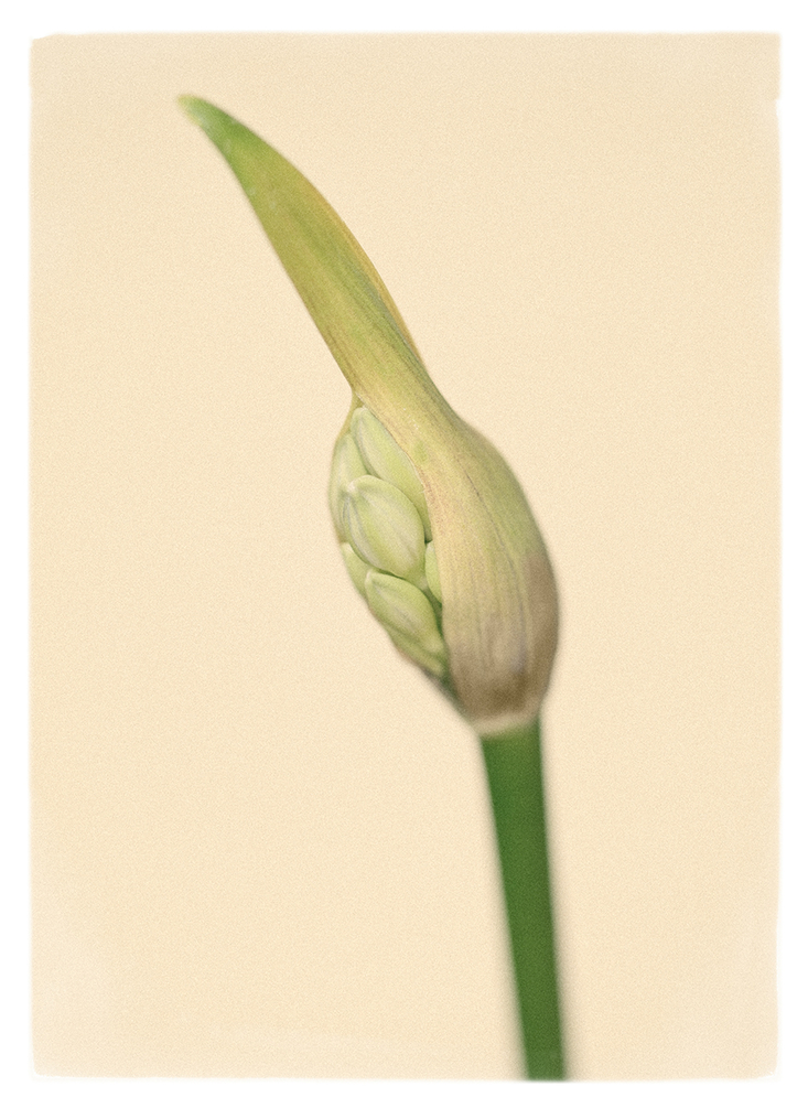 Agapanthe.jpg