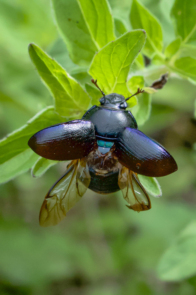 Anoplotrupes Stercorosus (1).jpg