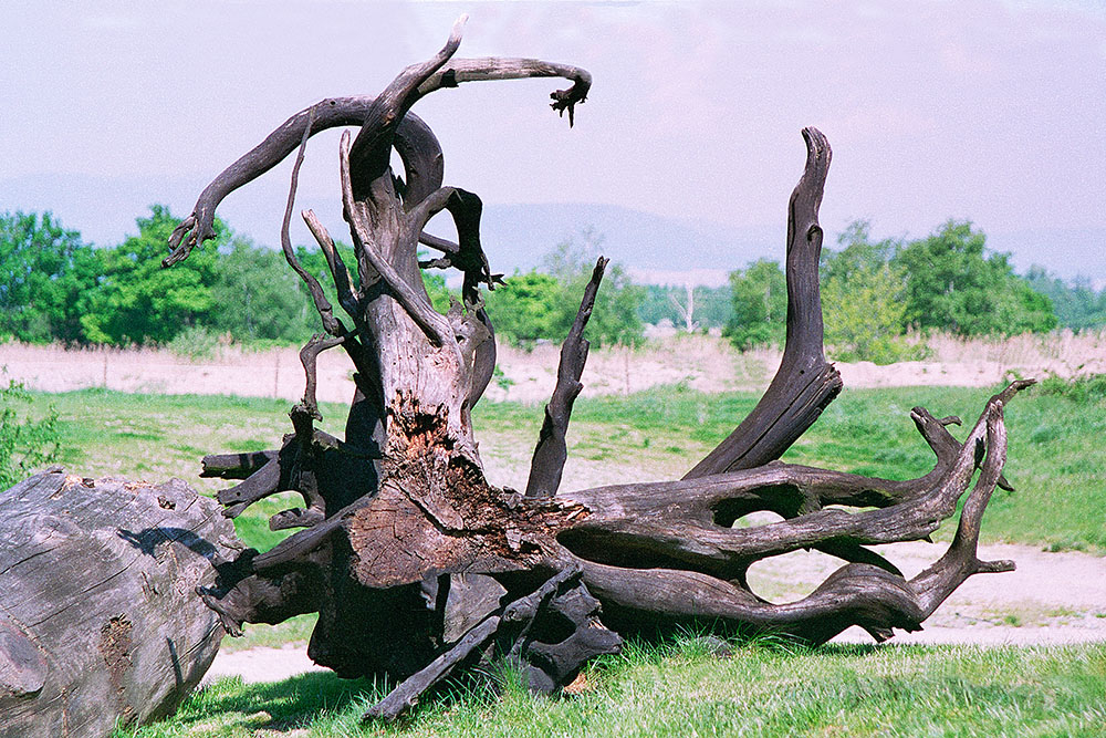 Branches_pre_01_(1000px).jpg