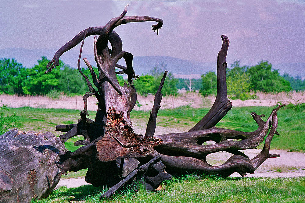 Branches_pre_01_(1000px)2.jpg