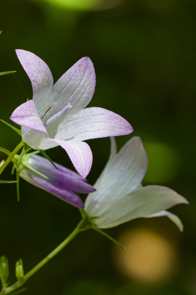 Campanule (2).jpg