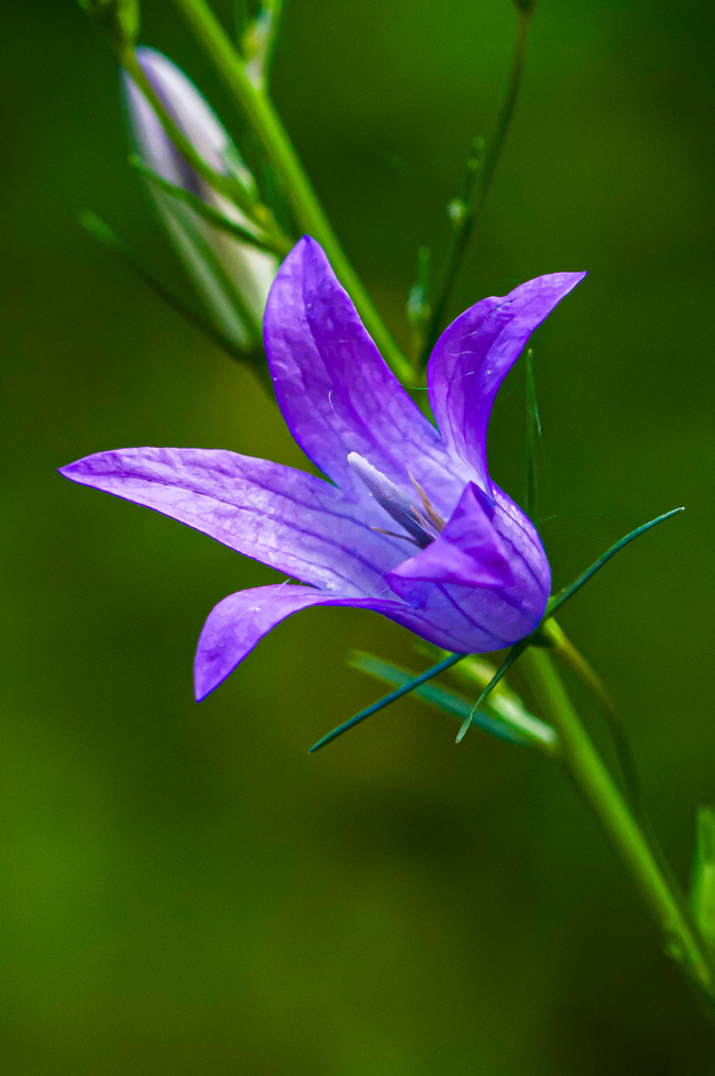 Campanule.jpg