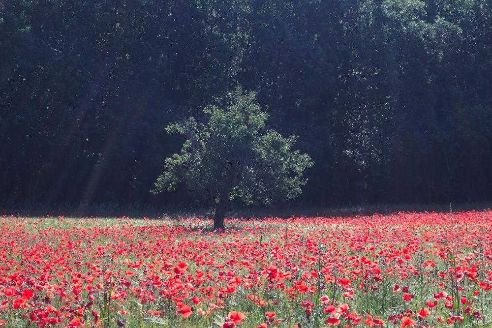Coquelicots.JPG