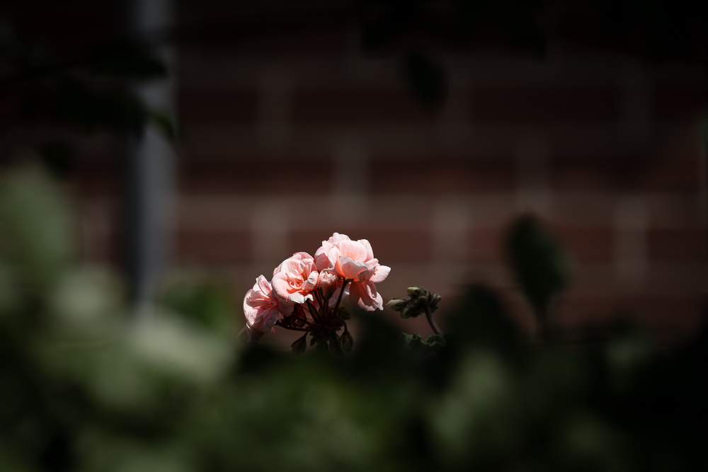 DSC08922.jpg