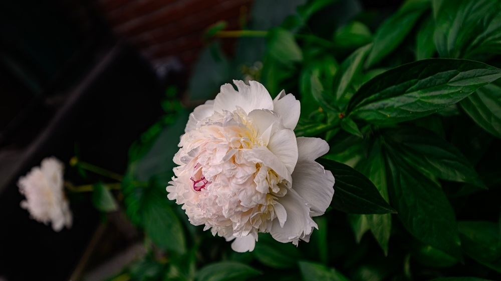 DSC_0972.jpg