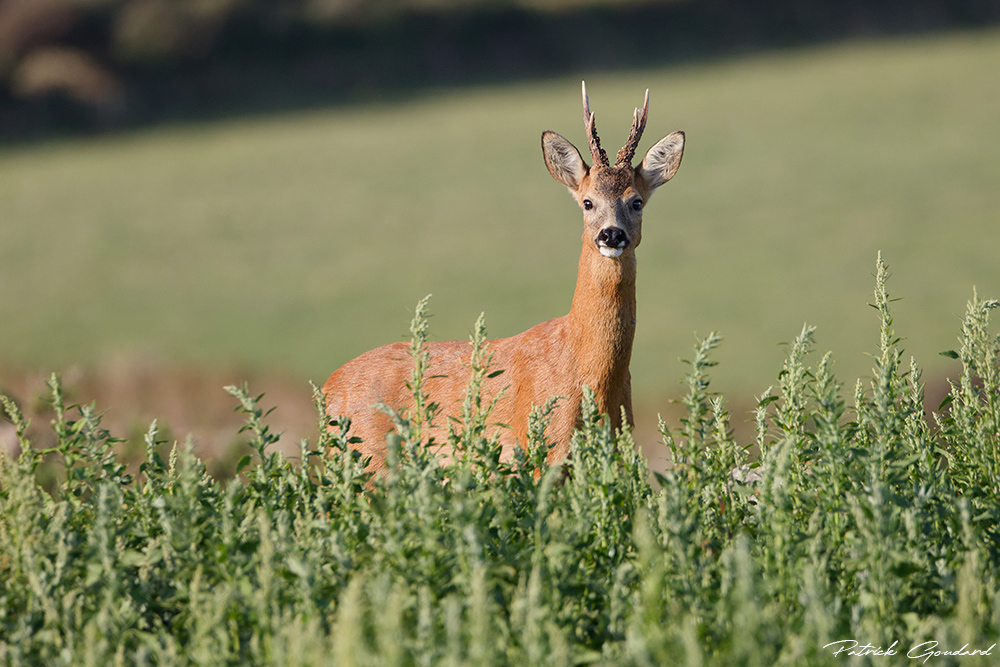 IMG_0800_DxO.jpg