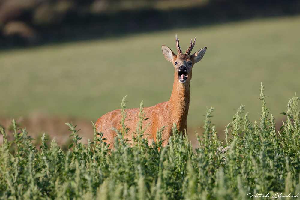 IMG_0808_DxO.jpg