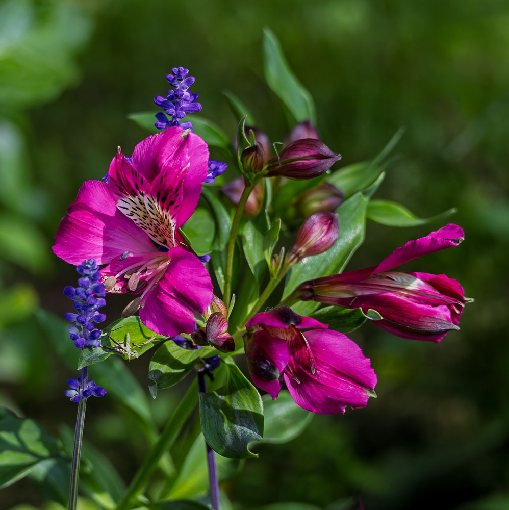 IMG_4424-1.jpg