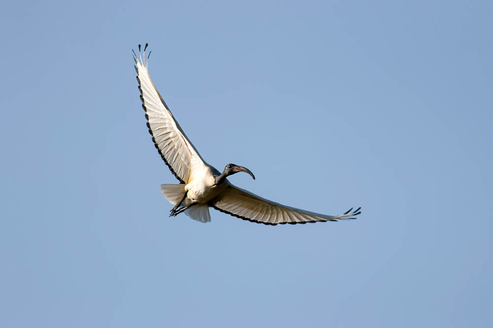 Ibis - copie.jpg