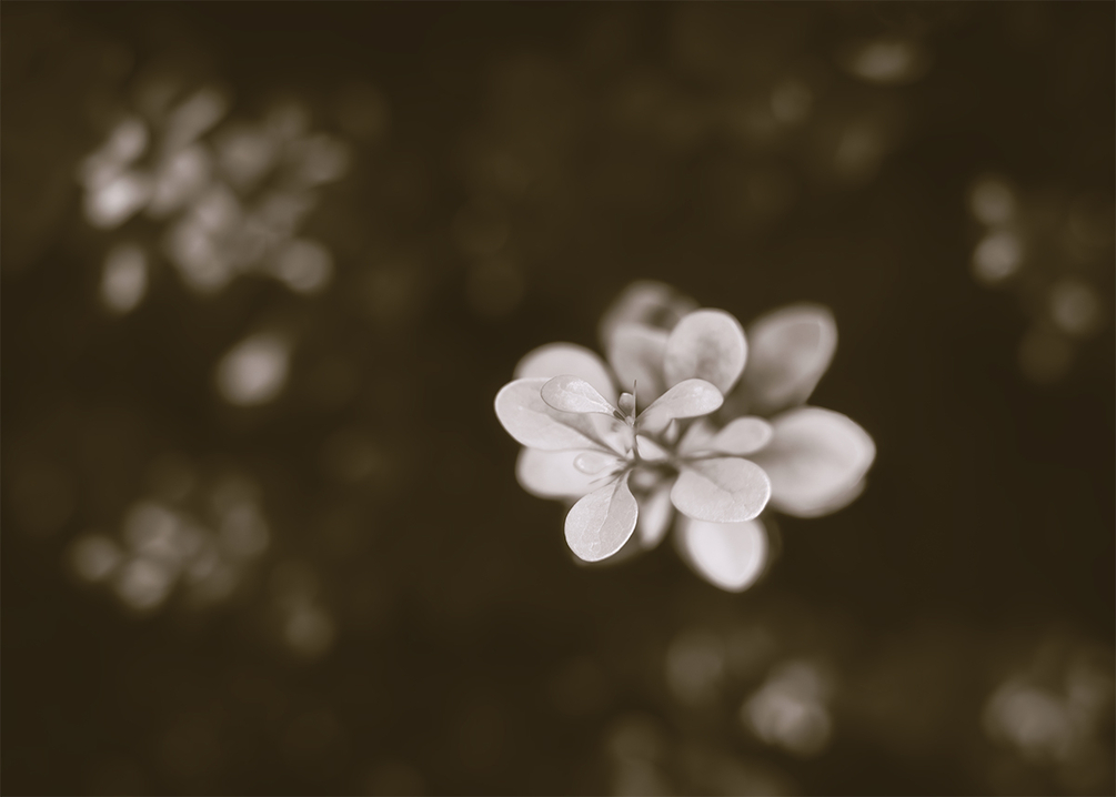Le réveil de Flore.jpg