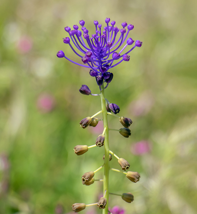 Muscari_à_toupet_(Muscari_comosum)2.jpg