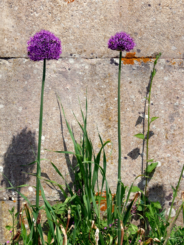 P1400866a43-3-1000.JPG
