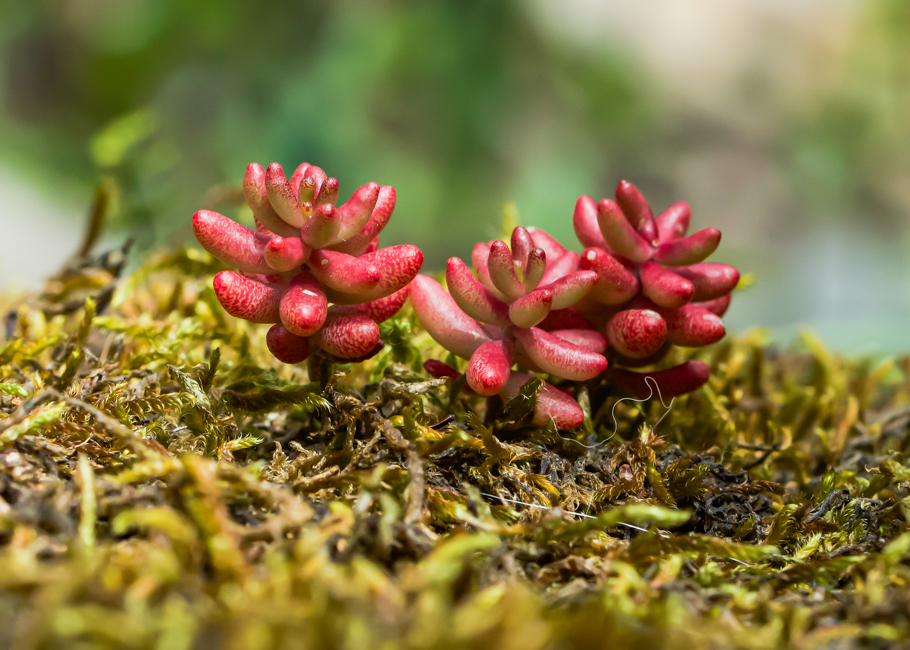 Sedum rubrotinctum.jpg