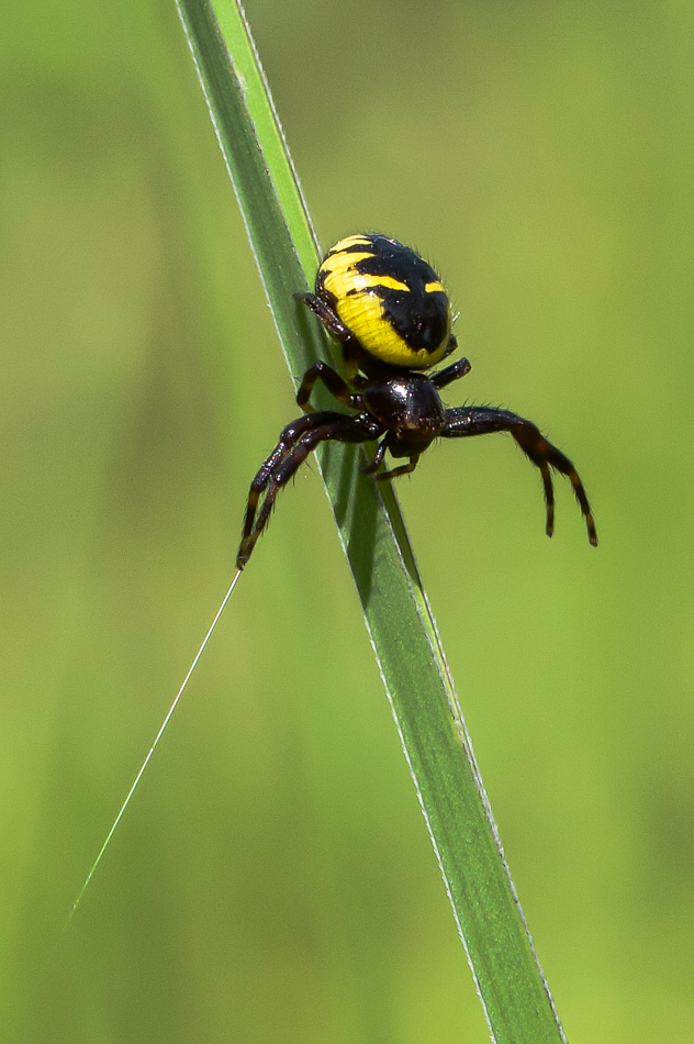 Synema Globosum (4).jpg